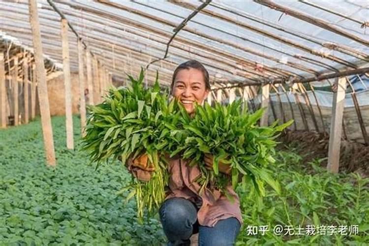 玉米叶面肥和虫子药打完多长时间能吸收