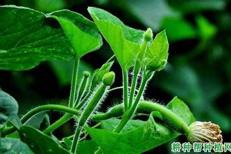 六月种什么蔬菜不怕热