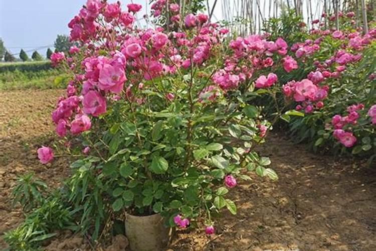 阳光玫瑰破芽期施什么肥？