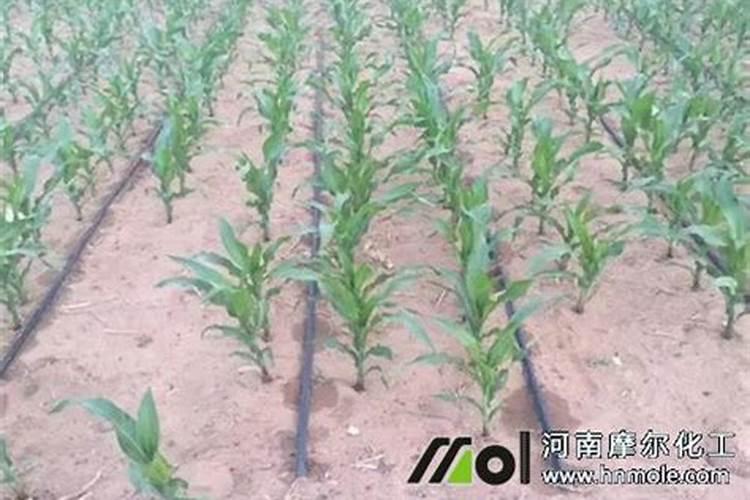 春季露地栽培小西瓜肥水管理方法是怎样的