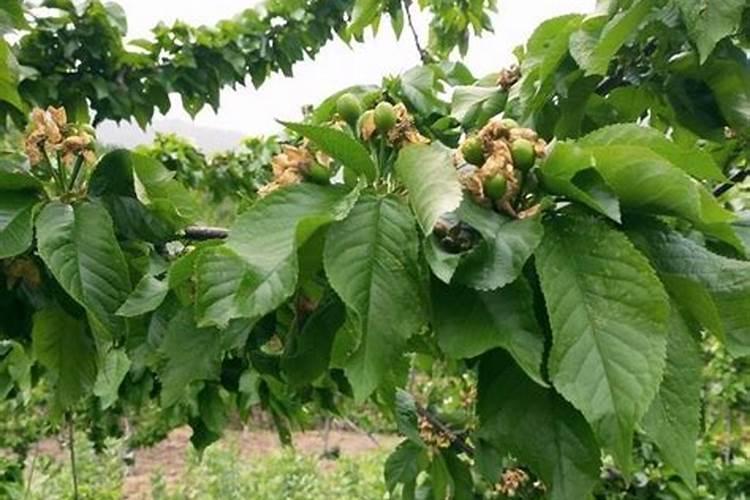 大樱桃不同生长发育时期需要的氮、磷、钾比例是多少？