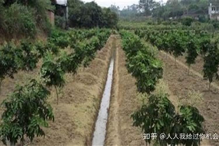 果树用什么肥料最好