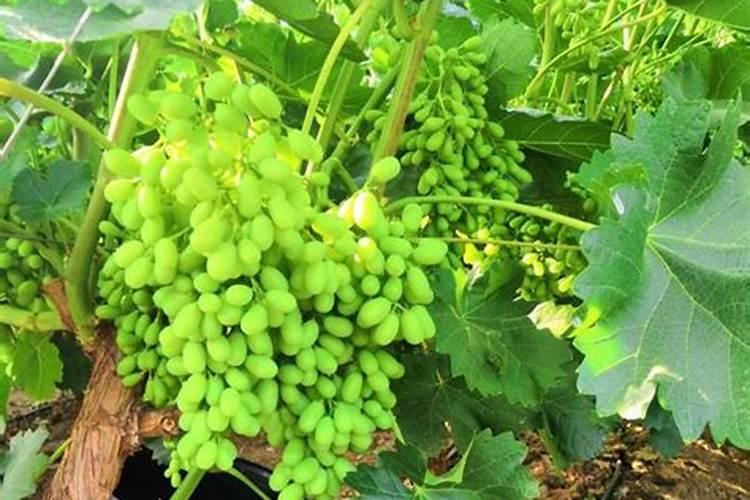 玉米最佳化肥配方