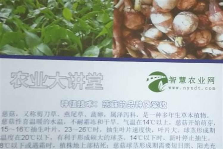 慈菇怎么种植 慈菇的家庭种植方法