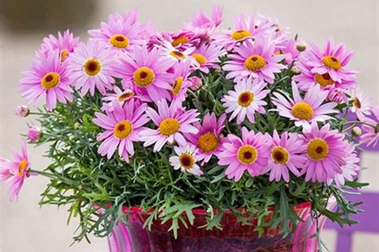 玛格丽特如何施肥 玛格丽特怎么施肥