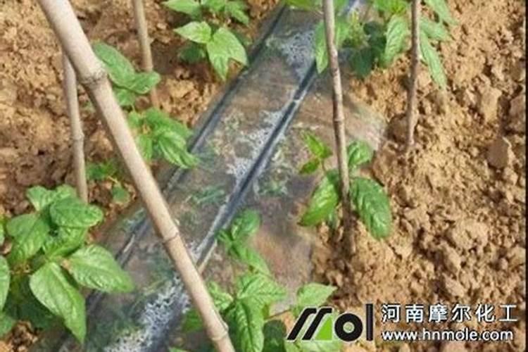 茄子什么时候追肥合适 高产追肥方法