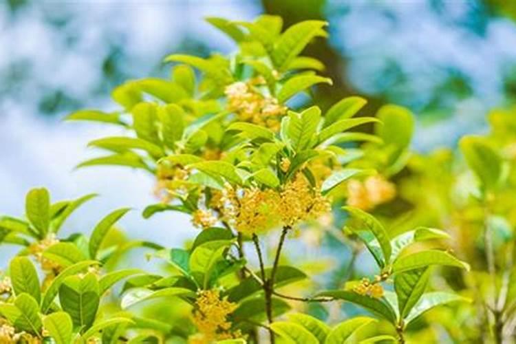 桂花树什么时候施肥