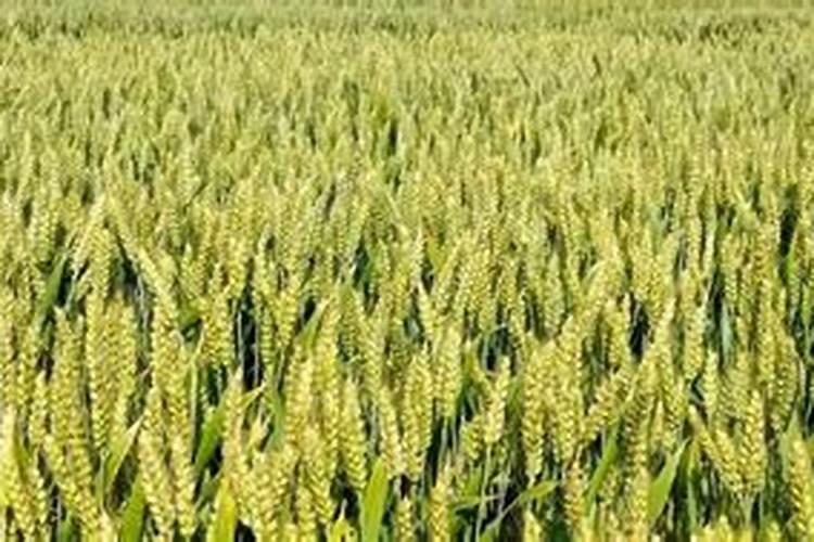 小麦要高产,返青拔节期浇水施肥很关键