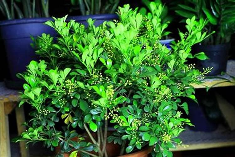 长寿花肥用什么合适