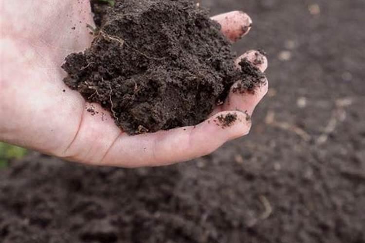 有机肥和无机肥的区别