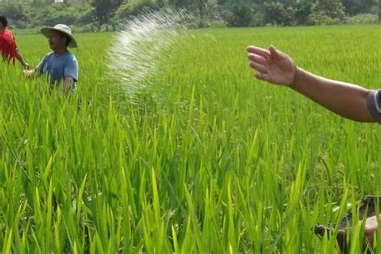 怎样预防干热风