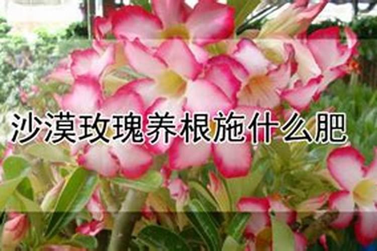 沙漠玫瑰施什么肥比较好