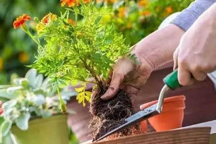 草木灰是好肥料吗？如何正确给苹果树上肥？