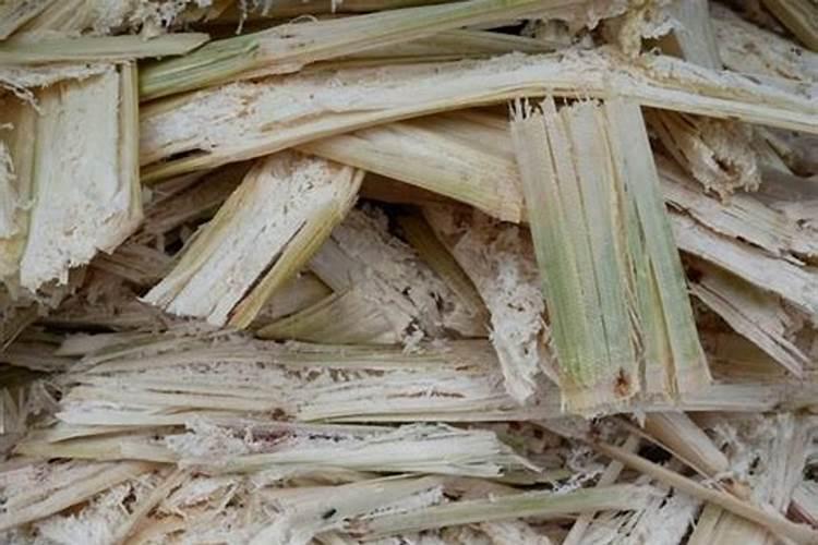 种植甘蔗用什么肥料最好