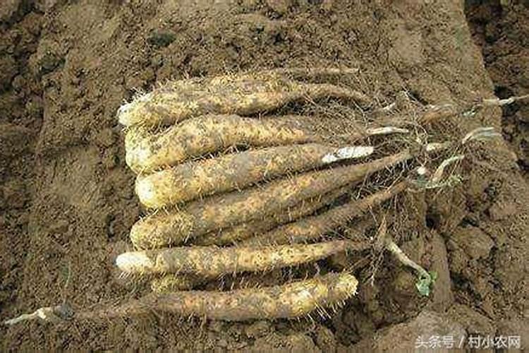 家庭种植淮山如何种植