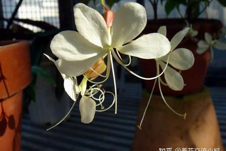 龟背竹叶子喷肥(龟背竹叶子发软下垂加什么肥料)