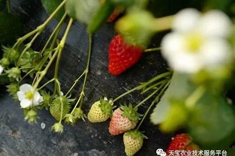 高磷高钾复合肥有那些