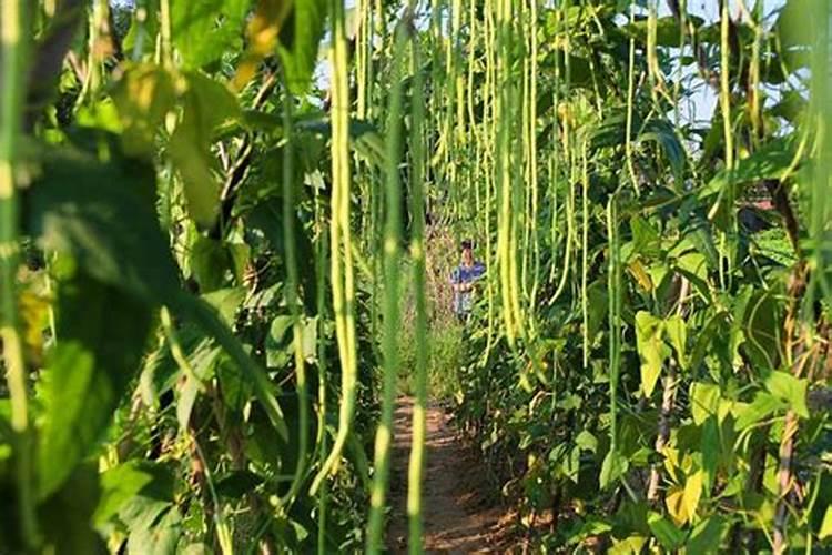 早春大棚豆角种植技术