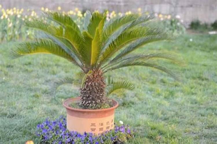 铁树的施肥管理方法