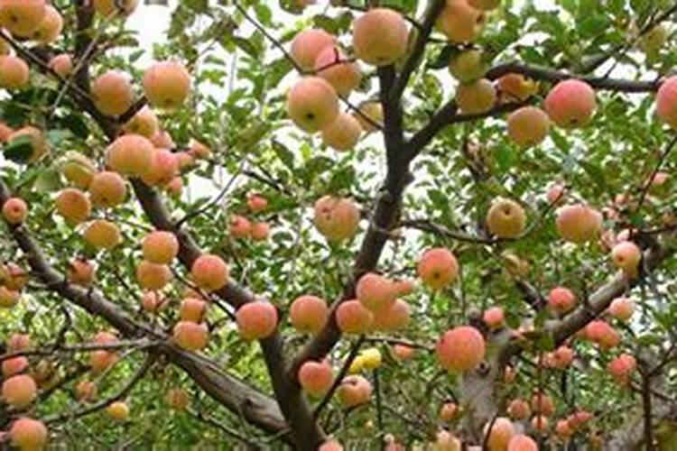 辣椒结果期冲施什么肥料好？辣椒挂果期施什么肥料好？