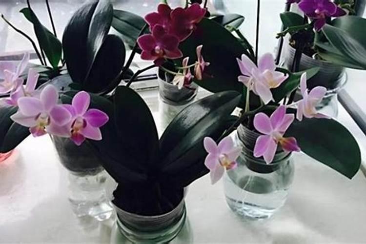 如何给蝴蝶兰施肥与浇水？