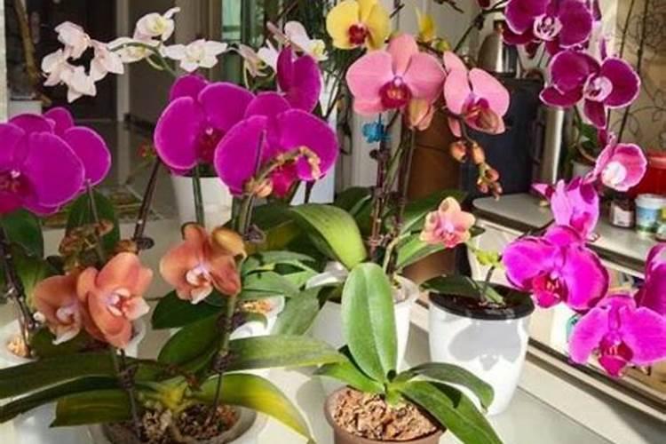 如何给蝴蝶兰施肥与浇水？