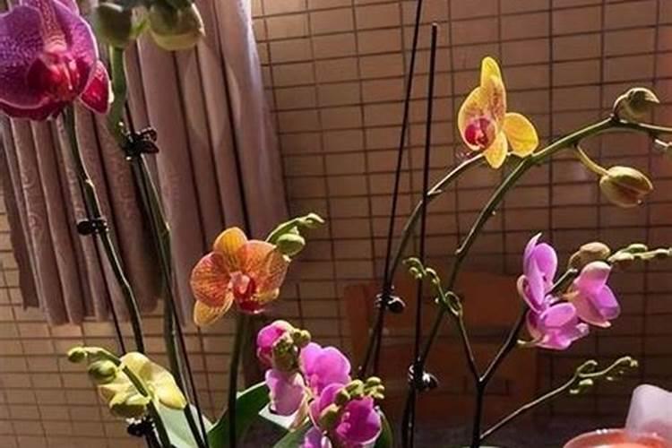 蝴蝶兰换盆后怎么施肥