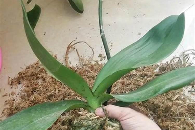 刚栽的蝴蝶兰要浇水吗 刚种植的蝴蝶兰如何养护