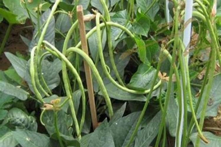 豆角能使用芸苔多肽蛋白钾肥料吗
