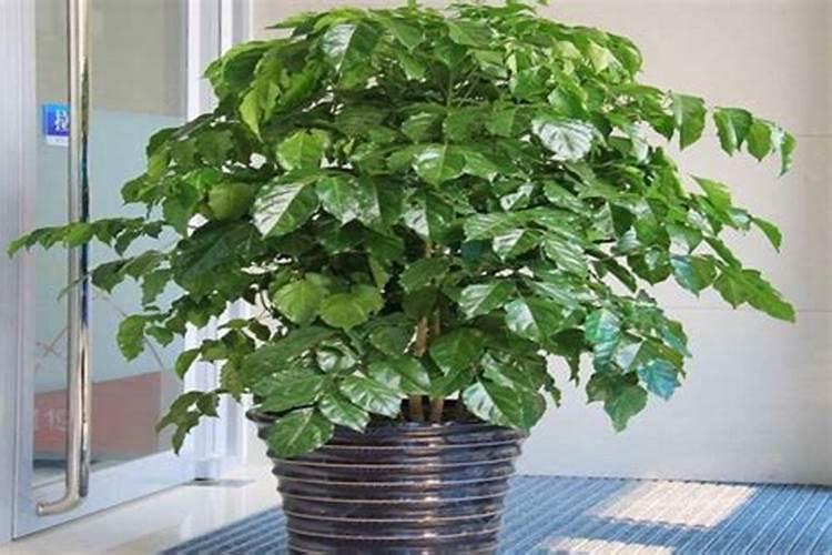 栀子花可以用复合肥吗