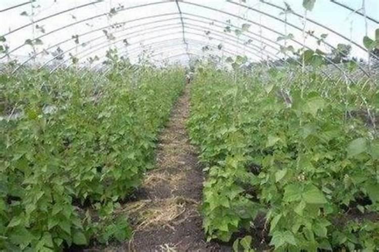 豆角用什么肥料才能多结荚？