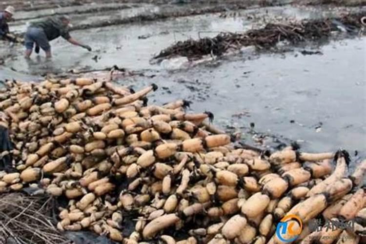 豆子多久浇肥料一次水