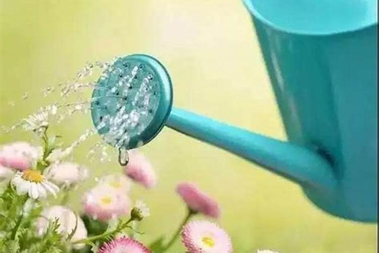 勿忘我可以和什么花泡水