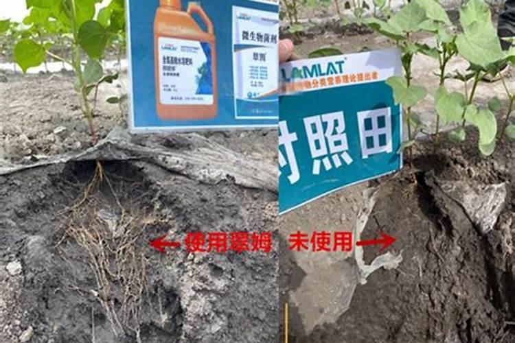 兰花喷什么叶面肥最好(兰花叶面肥喷施注意事项)