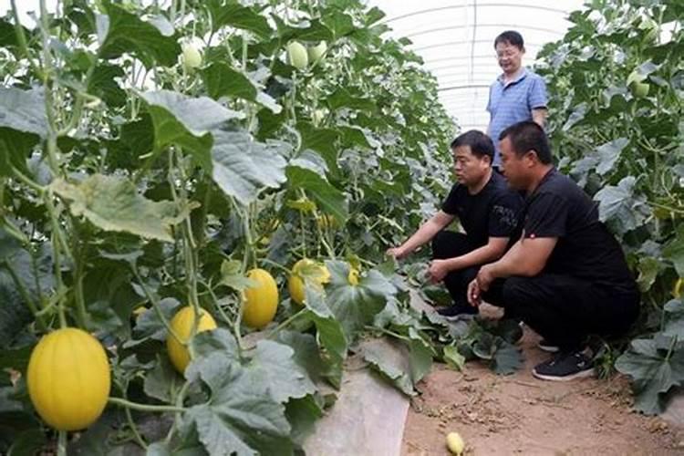 甜瓜膨大期的施肥方法