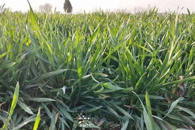 水养绿萝加什么肥料