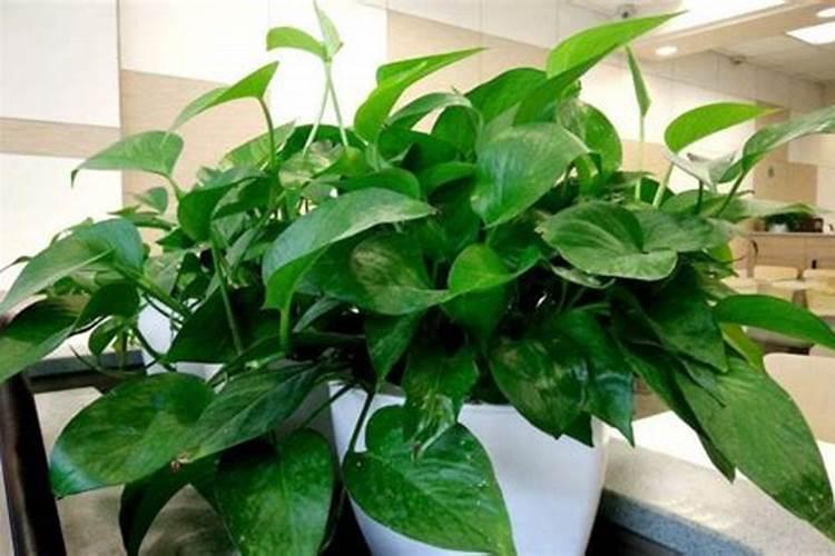 绿萝叶面施肥用什么