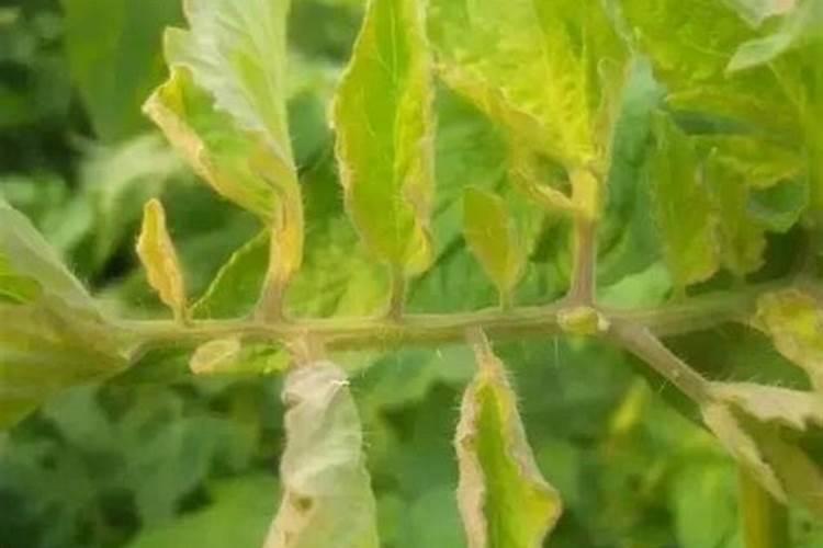 植物缺氮,缺磷,缺钾各表现出的现象是怎样的？