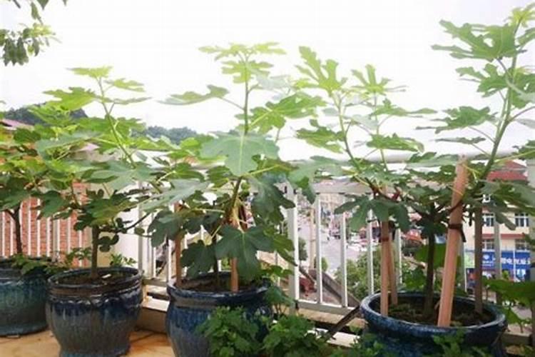 哪种蔬菜不适合用鸡蛋壳肥？