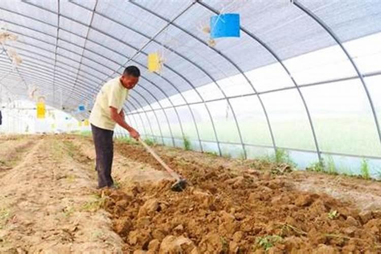 自家种菜用什么肥料最好