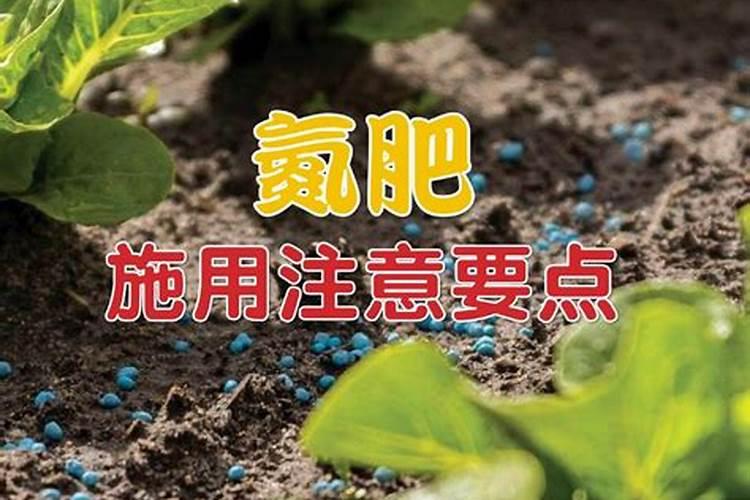 油菜里边油菜花能吃吗我炒油菜吃,没有把