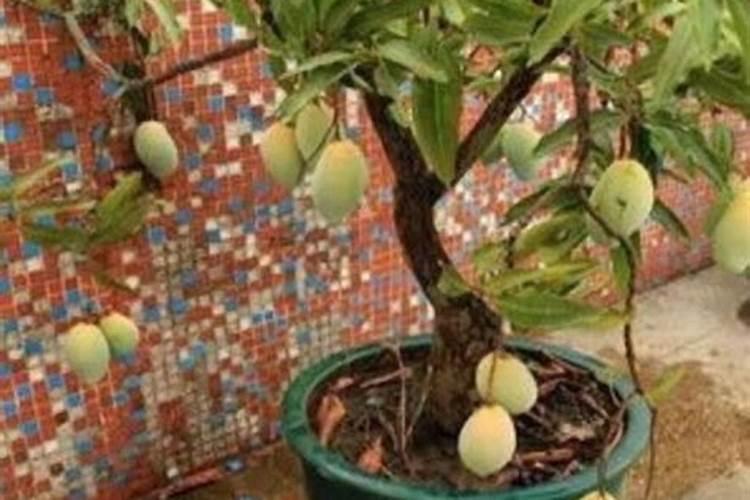 花生壳怎么发酵养兰花 植株更健康!2