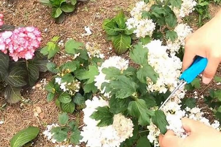 向日葵现蕾后喷雾什么肥药？