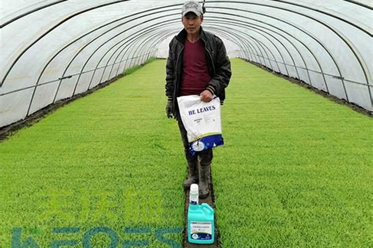 大棚油桃4号果稀少了,现在长的小怎么办