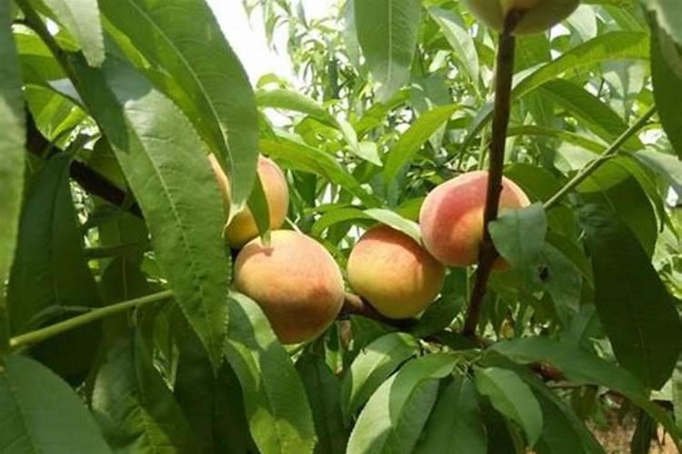 桃子含糖量高吗,怎样提高桃子的含糖量