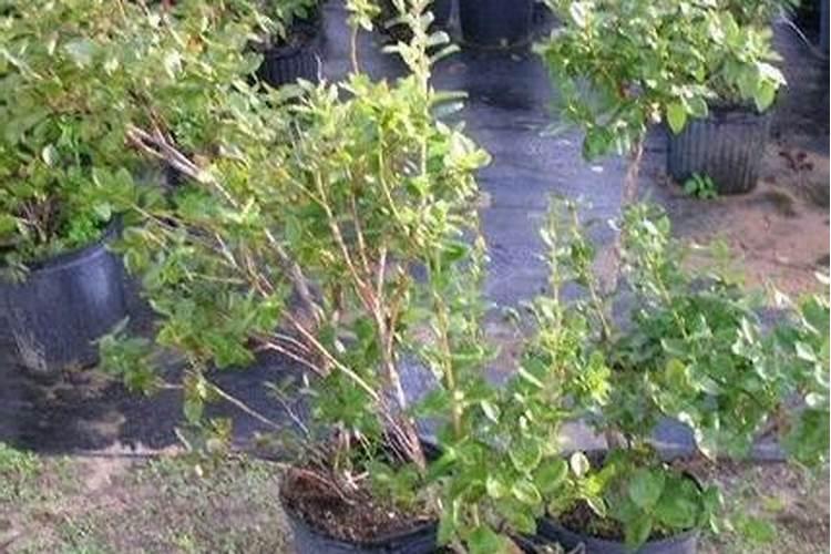 海藻肥与氨基酸肥哪个好