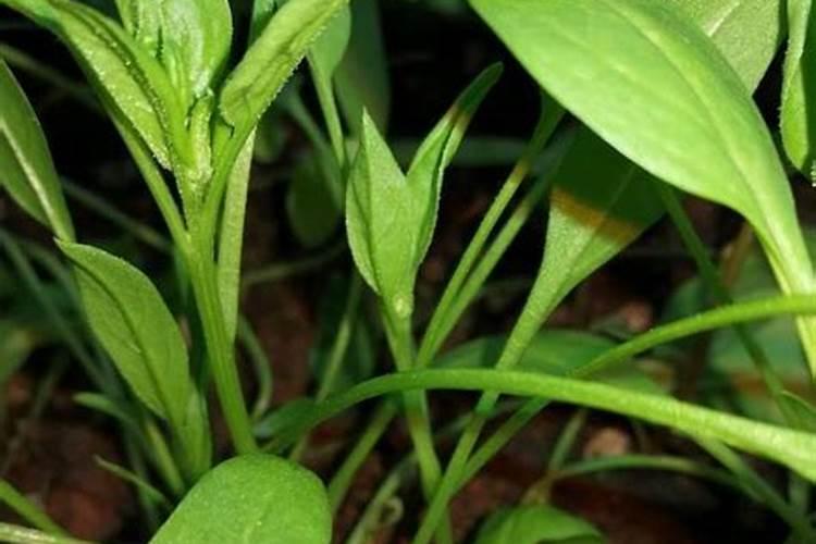 菠菜生长缓慢能打芸苔素吗