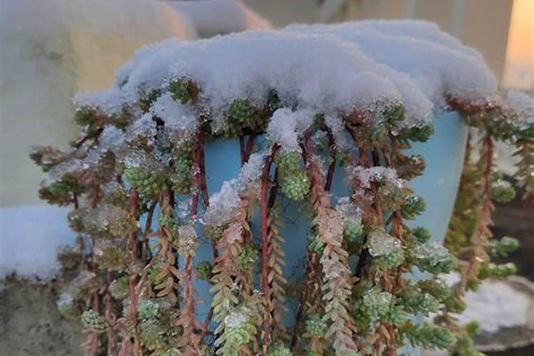 矿源黄腐酸钾的用量与用法