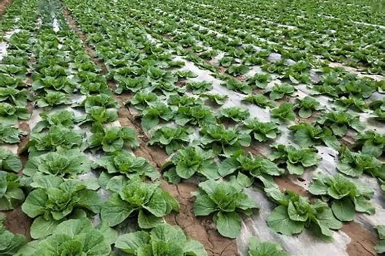 大白菜包心期能喷生根剂吗怎么喷