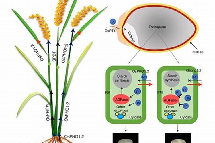 瓜果蔬菜叶面肥的正确使用方法(什么时候打叶面肥好)